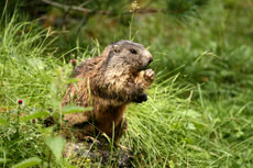 Marmots